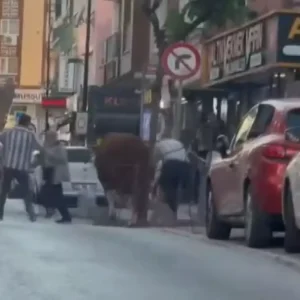 Umraniyede Kurban Pazarindan Kacan Boga Ortaligi Karistirdi