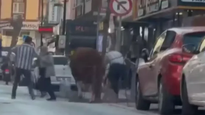 Umraniyede Kurban Pazarindan Kacan Boga Ortaligi Karistirdi