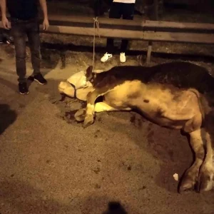 Umraniyede Kurbanlik Dana Yola Atladi Trafik Kontrol Altina Alindi