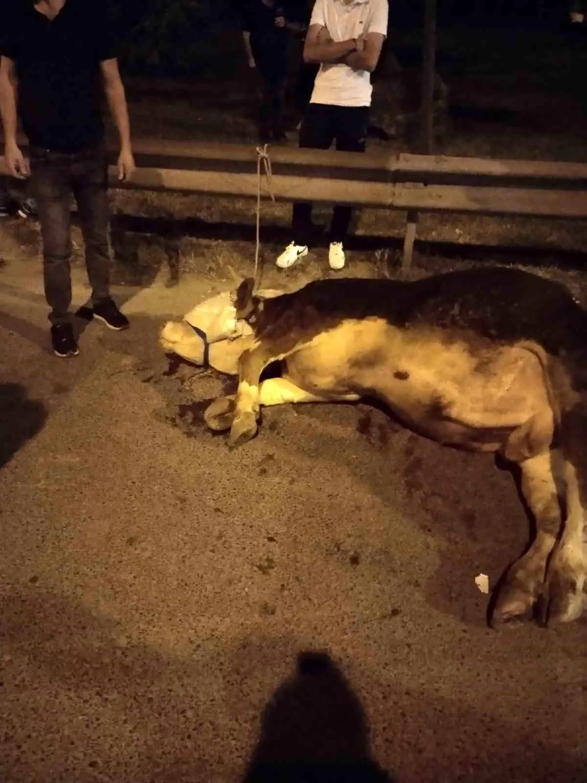 Umraniyede Kurbanlik Dana Yola Atladi Trafik Kontrol Altina Alindi