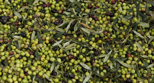 Zeytin yasası ne zaman çıktı, kim çıkardı? SON DAKİKA
