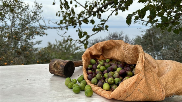 Zeytin yasası nedir? SON DAKİKA Zeytin yasası Meclis'ten geçti mi?