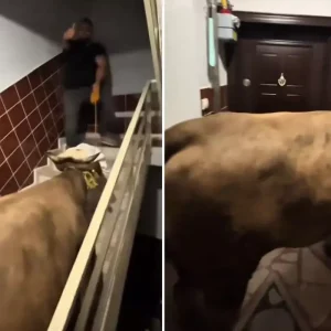 kurbanlik danayi merdivenlerden besinci kata 18724816 1976 amp