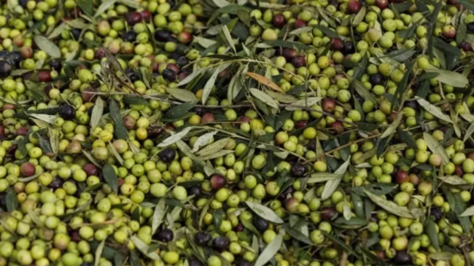 meclis komisyonu ndan gecen zeytin yasasi ne 18778398 972 amp