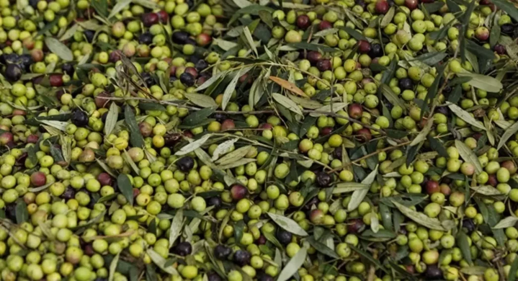 zeytin yasasi nedir son dakika zeytin yasasi 18778328 4357 amp