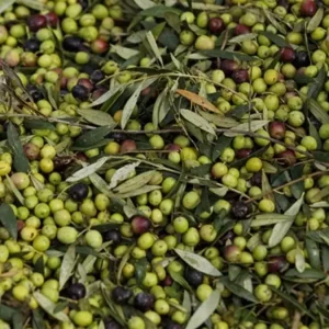zeytin yasasi nedir son dakika zeytin yasasi 18778328 4357 amp