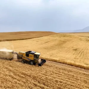 Agrida Bugday ve Arpa Hasadi Basladi 280 Bin Ton Bugday