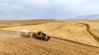 Agrida Bugday ve Arpa Hasadi Basladi 280 Bin Ton Bugday