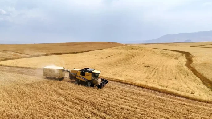 Agrida Bugday ve Arpa Hasadi Basladi 280 Bin Ton Bugday