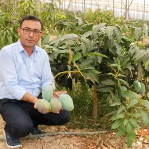 Alanyada Yerli Mango Hasadi Basladi