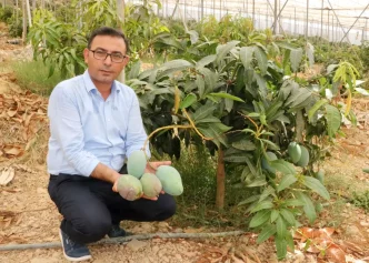 Alanyada Yerli Mango Hasadi Basladi