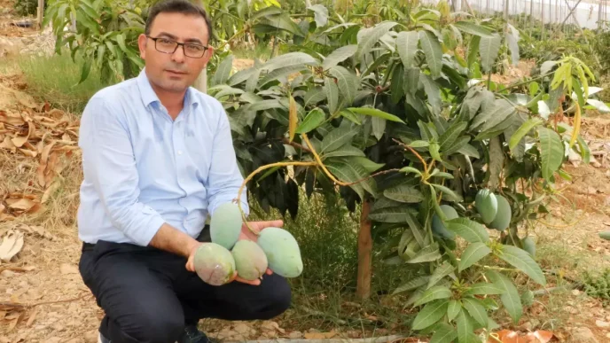 Alanyada Yerli Mango Hasadi Basladi