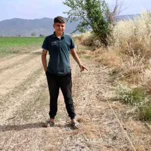 Aydinda Yaban Domuzu Istilasi Ciftcileri Zora Sokuyor