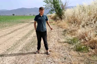 Aydinda Yaban Domuzu Istilasi Ciftcileri Zora Sokuyor