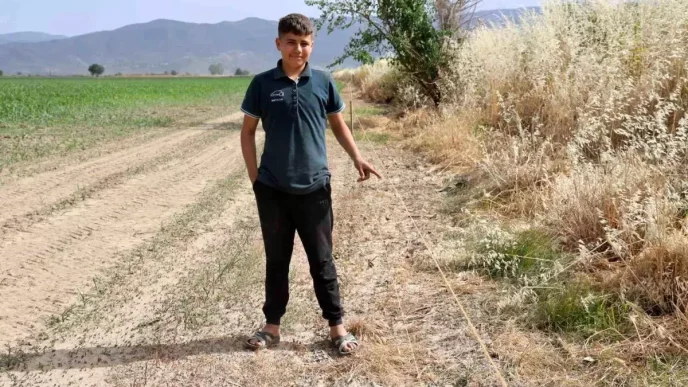 Aydinda Yaban Domuzu Istilasi Ciftcileri Zora Sokuyor