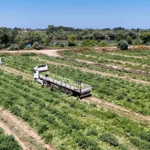 Bafra Ovasinda Kavun ve Karpuz Hasadi Devam Ediyor