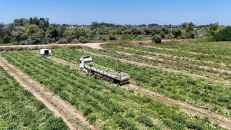 Bafra Ovasinda Kavun ve Karpuz Hasadi Devam Ediyor