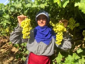 Denizli Buldanda Turfanda Superior Uzum Hasadi Basladi