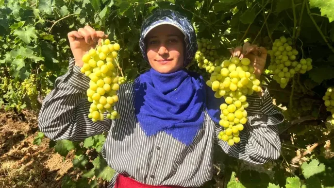 Denizli Buldanda Turfanda Superior Uzum Hasadi Basladi