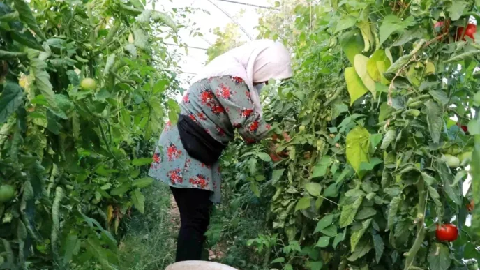 Hadimde Domates Uretimi Ciftcilerin Umudunu Tazeliyor