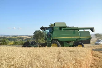 Havzada Bugday Hasadi ve Rekolte Beklentisi