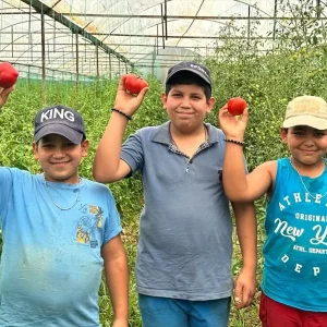 Isparta Yaylalarinda Ortu Alti Domates Hasadi Basladi