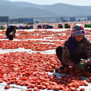 Izmir Torbalida Kuru Domates Hasadi Devam Ediyor