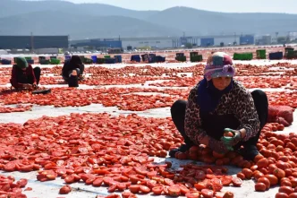 Izmir Torbalida Kuru Domates Hasadi Devam Ediyor