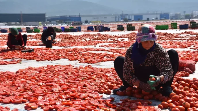Izmir Torbalida Kuru Domates Hasadi Devam Ediyor