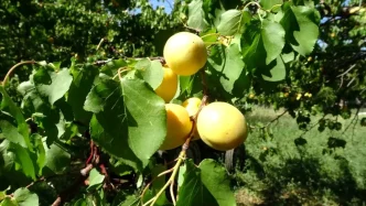 Malatya Kuru Kayisi Ihracatinda Onemli Basari