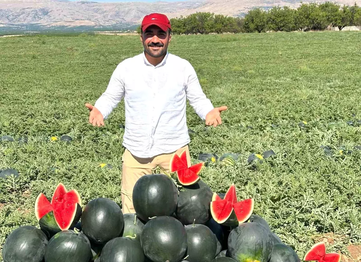 Malatyada Kavun ve Karpuz Hasadi Basladi