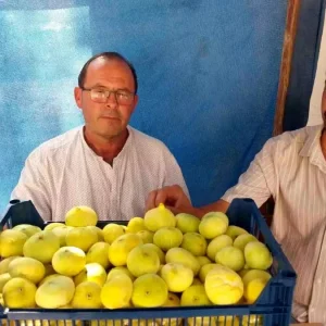 Mersinin Mut Ilcesinde Incir Fiyatlari Ureticiyi Sevindiriyor