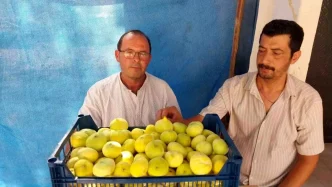 Mersinin Mut Ilcesinde Incir Fiyatlari Ureticiyi Sevindiriyor