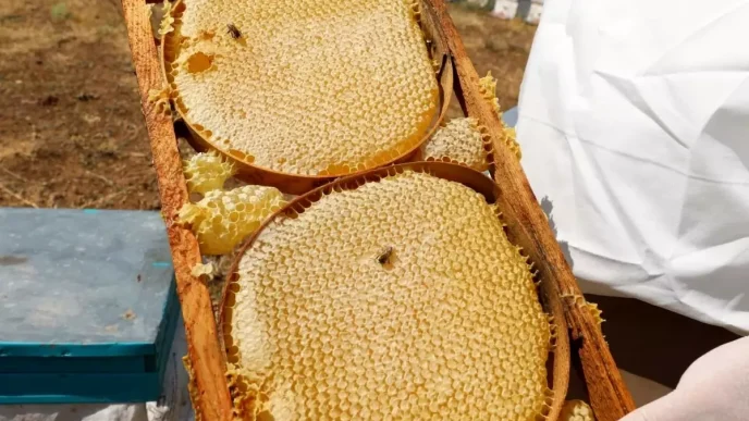Nigde Omer Halisdemir Universitesinde 2 Ton Bal Hasadi Yapildi