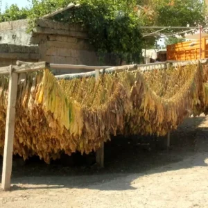 Siirtte Tutun Hasadi Basladi Haberler