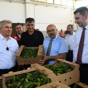 Sindirgida Cografi Isaret Tescilli Kornison Hasadi Basladi