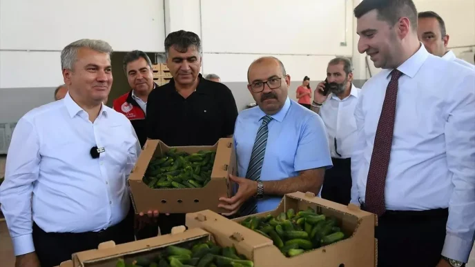 Sindirgida Cografi Isaret Tescilli Kornison Hasadi Basladi