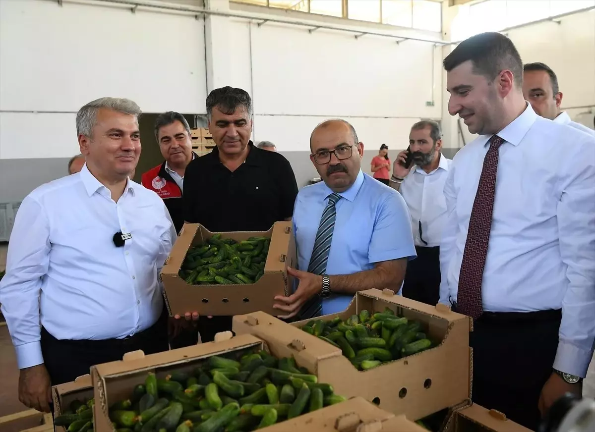 Sindirgida Cografi Isaret Tescilli Kornison Hasadi Basladi