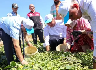 Sindirgida Kornishon Hasadi Devam Ediyor