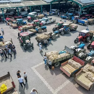 Taskopru Sarimsagi Hasadi Tamamlandi Ciftciler Urunlerini Pazarda Satiyor