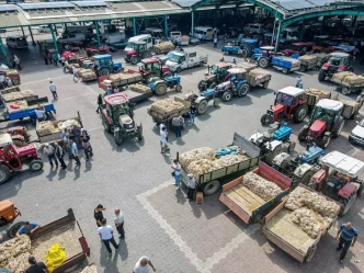 Taskopru Sarimsagi Hasadi Tamamlandi Ciftciler Urunlerini Pazarda Satiyor