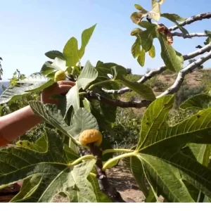 Tirede 2025 Incir Sezonu Isci Ucretleri Belirlendi
