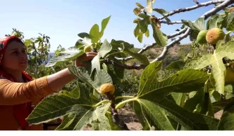 Tirede 2025 Incir Sezonu Isci Ucretleri Belirlendi