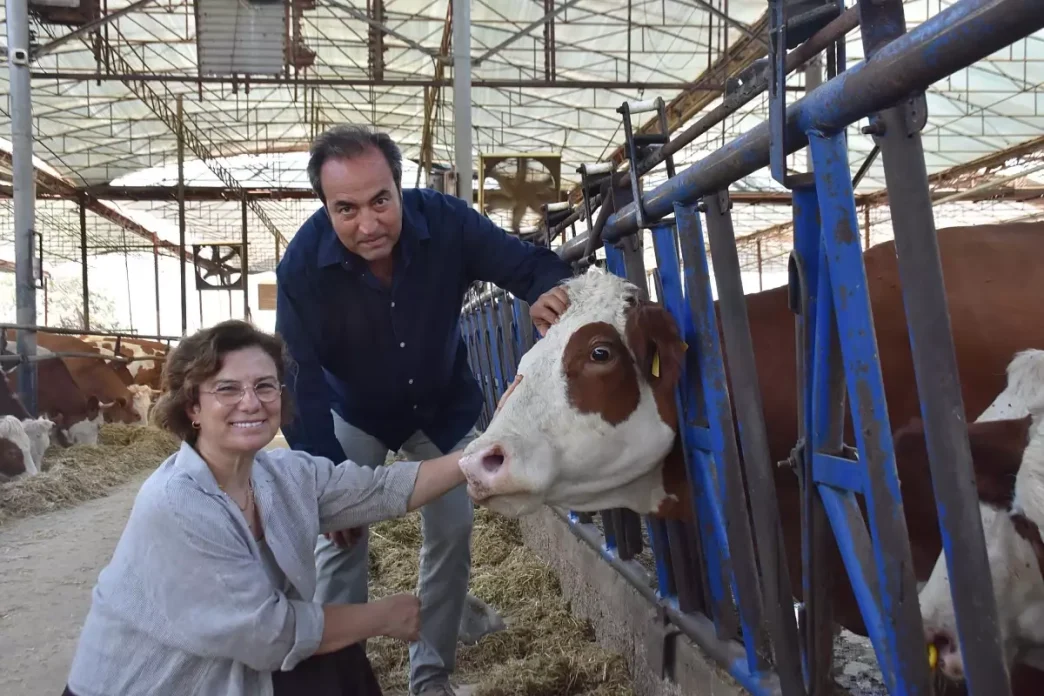 Veteriner Ciftin Sut Ciftliginde Buzagilara Isim Verme Gelenegi