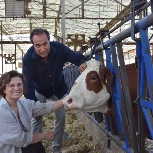 Veteriner Ciftin Sut Ciftliginde Buzagilara Isim Verme Gelenegi