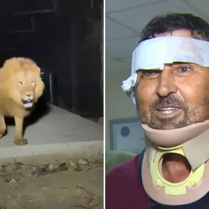 aslan saldirisinda yaralanan ciftci taburcu 18843312 9817 amp