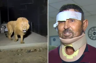 aslan saldirisinda yaralanan ciftci taburcu 18843312 9817 amp