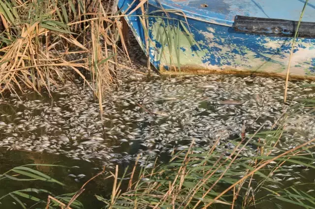 Kuş cenneti balıklar için cehennem oldu