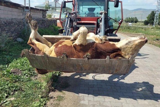 Ardahan'ın sessiz çığlığı! Ölen hayvan sayısı korkunç boyutlara ulaştı