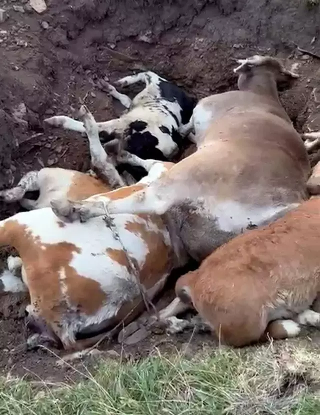 Ardahan'ın sessiz çığlığı! Ölen hayvan sayısı korkunç boyutlara ulaştı
